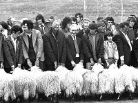 Sixth annual sheep and cattle sale in Achill, September 1975 - Lyons0017485.jpg  Achill sheep farmers and section of the crowd in the show ring. Sixth annual sheep and cattle sale in Achill, September 1975. : 197509 Sixth Annual Sheep & Cattle Sale in Achill 3.tif, Achill, Farmers Journal, Lyons collection