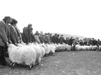 Sixth annual sheep and cattle sale in Achill, September 1975 - Lyons0017487.jpg  Sixth annual sheep and cattle sale in Achill, September 1975. : 197509 Sixth Annual Sheep & Cattle Sale in Achill 5.tif, Achill, Farmers Journal, Lyons collection