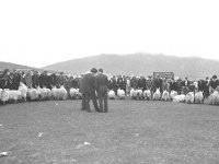 Sixth annual sheep and cattle sale in Achill, September 1975 - Lyons0017488.jpg  Sixth annual sheep and cattle sale in Achill, September 1975. : 197509 Sixth Annual Sheep & Cattle Sale in Achill 6.tif, Achill, Farmers Journal, Lyons collection