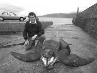 Six foot leather back turtle in Achill washed ashore. September  Six foot leather back turtle in Achill washed ashore. September 1990. - Lyons0017530.jpg  Six foot leather back turtle in Achill washed ashore. September 1990. : 199009 Leather back turtle 1.tif, Achill, Lyons collection