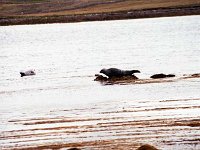 Six foot leather back turtle in Achill washed ashore. September  Six foot leather back turtle in Achill washed ashore. September 1990. - Lyons0017532.jpg  Seals on the rocks in Achill, September 1990. : 199009 Seals on rocks.tif, Achill, Lyons collection