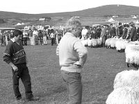 Achill sheep show, September 1993. - Lyons0017535.jpg  Achill sheep show, September 1993. : 199309 Achill Keel Sheep Show 1.tif, 199309 Achill Keel Sheepshow 1.tif, Achill, Farmers Journal, Lyons collection