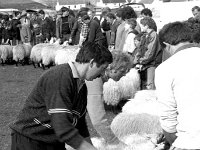 Achill sheep show, September 1993. - Lyons0017537.jpg  Achill sheep show, September 1993. : 199309 Achill 1.tif, 199309 Achill Keel Sheep Show 3.tif, Achill, Farmers Journal, Lyons collection