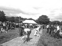 Achill co-op sheep-shearing competition, June 1976. - Lyons0017651.jpg  Achill co-op sheep-shearing competition, June 1976. : 19760620 Achill Co-op Shearing Competition 1.tif, Achill, Farmers Journal, Lyons collection