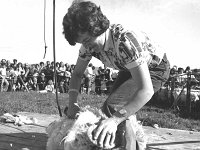 Achill co-op sheep-shearing competition, June 1976. - Lyons0017652.jpg  Achill co-op sheep-shearing competition, June 1976. : 19760620 Achill Co-op Shearing Competition 2.tif, Achill, Farmers Journal, Lyons collection