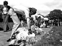 Achill co-op sheep-shearing competition, June 1976. - Lyons0017655.jpg  Achill co-op sheep-shearing competition, June 1976. : 19760620 Achill Co-op Shearing Competition 5.tif, Achill, Farmers Journal, Lyons collection