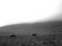 The search for three farmers in Slievemore, Achil, January 1983. - Lyons0017685.jpg  The search for three farmers in Slievemore, Achill for Olivia Hall Irish Times. Mist covering Slievemore, Achill, January 1983. : 19830101 Slievemore Achill 1.tif, Achill, Irish Times, Lyons collection