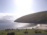 Sheep at Keem bay, Achill, June 1987. - Lyons0017732.jpg  Sheep at Keem bay, Achill, June 1987. : 198706 Sheep at Keem bay.tif, 19870604  Sheep at Keem bay.tif, Achill, Lyons collection