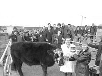 Balla mart. March 1973. - Lyons0016627.jpg  Joe O' Dowd, Claremorris winner at Balla mart, March 1973. : 19730306 Winner at Balla Mart.tif, Farmers Journal, Lyons collection