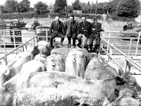 Balla Mart, May 1973. - Lyons0016629.jpg  Members of the Balla mart committee viewing a fine herd of charolais cattle, May 1973. : 19730525 Balla Mart 2.tif, Balla Mart, Lyons collection