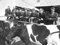 Balla Mart, May 1973. - Lyons0016632.jpg  Members of Balla co-operative viewing some of the fresians. Second from the right is Brose Walsh farmer and leader of the Brose Walsh dance band well known throughout Ireland. Balla Mart May 1973. : 19730525 Balla Mart 5.tif, Balla Mart, Lyons collection