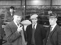 Licensing of cross-bred bulls at Balla Mart, September 1975. - Lyons0016644.jpg  L-R : P Wlliams; R Allen; Alex Boyers, all from Tubbercurry at the registration of cross bred bulls, Balla Mart, September 1975. : 19750923 Licensing of cross-bred bulls at Balla Mart 3.tif, Farmers Journal, Lyons collection