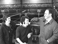 Licensing of cross-bred bulls at Balla Mart, September 1975. - Lyons0016645.jpg  Licensing of cross-bred bulls at Balla mart, September 1975.L-R : John Devany, Laherdane; Frank Mc Donnell, Castlehill, Ballina and Frank Devany, Laherdane. : 19750923 Licensing of cross-bred bulls at Balla Mart 4.tif, Farmers Journal, Lyons collection