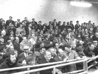 Ffirst cattle sales at the Balla mart, February 1976. - Lyons0016647.jpg  Large attendance at the first sales. Sales of the first animals at Balla Mart, February 1976. : 19760214 Sales of the first animals at Balla Mart 2.tif, Farmers Journal, Lyons collection