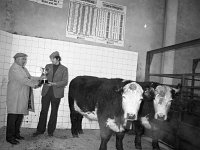 Balla Mart & Show, December 1977. - Lyons0016671.jpg  Two prize-winning bullocks.  Balla Mart & Show, December 1977. : 19771201 Balla Mart & Show 4.tif, Balla Mart, Lyons collection