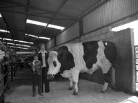 Balla Mart, September 1978 - Lyons0016687.jpg  Winner with their prize-winning fresian bullock.  Balla Mart, September 1978 : 19780907 Balla Mart 3.tif, Balla Mart, Lyons collection