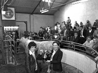 Balla mart and show sale, October 1980. - Lyons0016701.jpg  Balla mart and show sale, October 1980. : 19801002 Balla Mart 4.tif, Balla Mart, Lyons collection