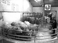 Charolais bullocks at Balla mart for sale, August 1982. - Lyons0016712.jpg  Charolais bullocks at Balla mart for sale, August 1982. : 19820819 Charolois bullocks.tif, Balla Mart, Lyons collection