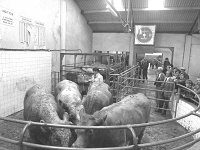 Charolais bullocks at Balla mart for sale, August 1982. - Lyons0016713.jpg  Four prize-winning cattle at Balla mart show and sale. September 1982. : 19820909 Balla Show & Sale 1.tif, Balla Mart, Lyons collection