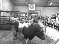 Balla Mart, September 1982.. - Lyons0016716.jpg  Cup presentation at Balla show and sale. At right John Mc Ellin, Balla presenting the Mc Ellin Cup.  Balla Mart, September 1982. : 19820909 Balla Show & Sale 4.tif, Balla Mart, Lyons collection