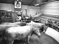 Balla mart. October 1983. - Lyons0016718.jpg  Some of the stock in the sales ring at Balla mart. October 1983. : 19831006 Balla Mart 1.tif, Balla Mart, Lyons collection