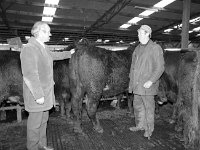 Balla Mart, March 1984. - Lyons0016723.jpg  Two men standing beside bullocks sold at a record price. Balla Mart, March 1984. : 19840329 Record Price.tif, Balla Mart, Lyons collection