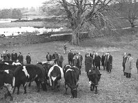 Cattle in Balla, November 1967. - Lyons0016530.jpg  Cattle in Balla, November 1967. : 1967 Misc, 19671121 Comhair Iorrais cattle scheme 2.tif, Lyons collection