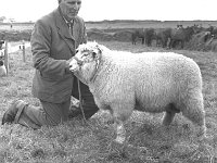 Western Health Board Training Centre, Ballina, November 1995. - Lyons0017147.jpg  Ballina Show, August 1966. : 19660818 Ballina Show 5.tif, Ballina, Farmers Journal, Lyons collection