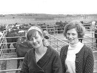 Ballina cattle mart, July 1969. - Lyons0017187.jpg  Ballina cattle mart, July 1969. : 19690713 Ballina Cattle Mart 1.tif, 19690713 Ballina Cattle Mart.tif, Ballina, Farmers Journal, Lyons collection