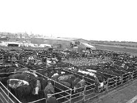 Ballina cattle mart, April 1971. - Lyons0017231.jpg  Ballina cattle mart, April 1971. : 19710421 Ballina Cattle Mart 3.tif, Ballina, Farmers Journal, Lyons collection