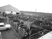 Ballina cattle mart, April 1971. - Lyons0017232.jpg  Ballina cattle mart, April 1971. : 19710421 Ballina Cattle Mart 4.tif, Ballina, Farmers Journal, Lyons collection