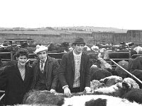 Ballina bullock sale, January 1972. - Lyons0017261.jpg  Ballina bullock sale, January 1972.. : 19720111 Ballina bullock sale 3.tif, Ballina, Farmers Journal, Lyons collection