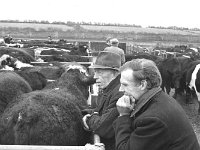 Ballina bullock sale, January 1972. - Lyons0017262.jpg  Ballina bullock sale, January 1972.. : 19720111 Ballina bullock sale 4.tif, Ballina, Farmers Journal, Lyons collection