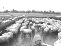 Ballina bullock sale, January 1972. - Lyons0017263.jpg  Ballina bullock sale, January 1972.. : 19720111 Ballina bullock sale 5.tif, Ballina, Farmers Journal, Lyons collection