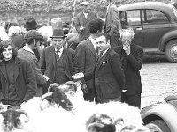 Ballina bullock sale, January 1972. - Lyons0017265.jpg  Ballina bullock sale, January 1972.. : 19720111 Ballina bullock sale 7.tif, Ballina, Farmers Journal, Lyons collection