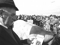 Judge marking his card. Ballina Show, August 1972. .. - Lyons0017270.jpg  Judge marking his card. Ballina Show, August 1972. : 19720824 Ballina Show 1.tif, Ballina, Farmers Journal, Lyons collection