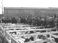 Ballina sheep and lamb sales, June 1973. - Lyons0017283.jpg  Ballina sheep and lamb sales, June 1973. : 19730614 Ballina sheep and lamb sale 1.tif, Ballina, Farmers Journal, Lyons collection