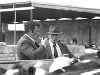 Ballina mart, May 1975.. - Lyons0017297.jpg  Ballina mart, May 1975. : 19750519 Ballina Mart 1.tif, Ballina, Farmers Journal, Lyons collection