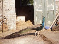 Peacock in Sommerville's yard. In Castlecomer, Co. Mayo, May 1988. - Lyons0017336.jpg  Peacock in Sommerville's yard. In Castlecomer, Co. Mayo, May 1988. : 19880508 Peacock in Sommerville's yard.tif, Ballina, Farmers Journal, Lyons collection