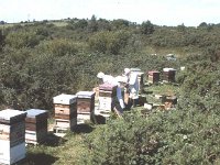 Frank Cunningham, Ballina bee-keeper. July 1990. - Lyons0017339.jpg  Frank Cunningham, Ballina bee-keeper. July 1990. : 19900718 Frank Cunningham - Ballina bee-keeper 2.tif, Ballina, Farmers Journal, Lyons collection