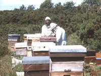 Frank Cunningham, Ballina bee-keeper. July 1990. - Lyons0017340.jpg  Frank Cunningham in his safety outfit ready to smoke the beehive before attending to them. Frank Cunningham, Ballina bee-keeper. July 1990. : 19900718 Frank Cunningham - Ballina bee-keeper 4.tif, Ballina, Farmers Journal, Lyons collection