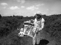 Frank Cunningham, Ballina bee-keeper. July 1990. - Lyons0017341.jpg  Frank Cunningham in his safety outfit readt to smoke the beehive before attending to them. Frank Cunningham, Ballina bee-keeper. July 1990. : 199005 Kennys Bookshop Galway 2.tif, 19900718 Frank Cunningham - Ballina bee-keeper.tif, Ballina, Farmers Journal, Lyons collection