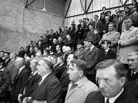 Opening of Ballinrobe cattle mart, November 1969. - Lyons0016845.jpg  Opening of Ballinrobe cattle mart, November 1969. : 19691101 Opening of Ballinrobe Cattle Mart 1.tif, Ballinrobe, Farmers Journal, Lyons collection