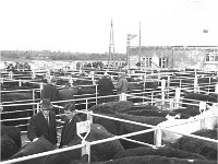 Opening of Ballinrobe cattle mart, November 1969. - Lyons0016854.jpg  Ballinrobe cattle mart, November 1969. : 19691105 Ballinrobe Cattle Mart 4.tif, Ballinrobe, Farmers Journal, Lyons collection