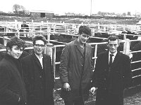 Ballinrobe cattle mart, December 1969. - Lyons0016857.jpg  Ballinrobe cattle mart, December 1969. : 19691203 Ballinrobe Cattle Mart 2.tif, Ballinrobe, Farmers Journal, Lyons collection