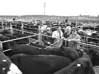 Ballinrobe mart, November 1970 - Lyons0016884.jpg  Ballinrobe mart, November 1970 : 19701104 Ballinrobe Mart 3.tif, Ballinrobe, Farmers Journal, Lyons collection