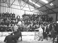 Ballinrobe mart, November 1970 - Lyons0016885.jpg  Ballinrobe mart, November 1970 : 19701104 Ballinrobe Mart 4.tif, Ballinrobe, Farmers Journal, Lyons collection