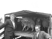 Ballinrobe mart, August 1971.. - Lyons0016899.jpg  Oggie Mc Dermot, Ballinrobe left and a friend helping to load sheep.  Ballinrobe mart, August 1971. : 19710817 Ballinrobe Mart 2.tif, Ballinrobe, Farmers Journal, Lyons collection