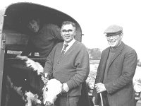 Ballinrobe mart, November 1971. - Lyons0016901.jpg  Centre Johnny Geraghty, Westport buying a calf.   Ballinrobe mart, November 1971. : 19711103 Ballinrobe Mart 2.tif, Ballinrobe, Farmers Journal, Lyons collection