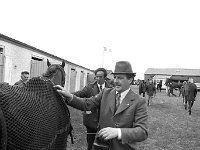 Ballinrobe races,  June 1972.. - Lyons0016922.jpg  John Daly, Loughmask stud checking one of his mounts at Ballinrobe races,  June 1972. : 1972 Misc, 19720622 Ballinrobe Races 8.tif, Ballinrobe, Lyons collection